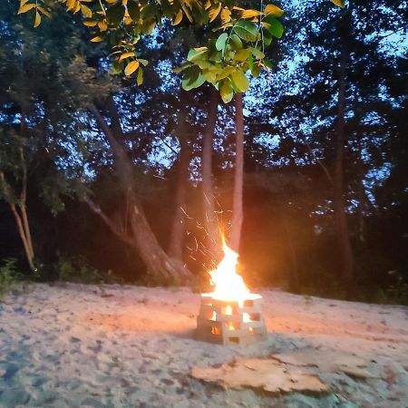 Dumbrava Minunata Pesteana المظهر الخارجي الصورة